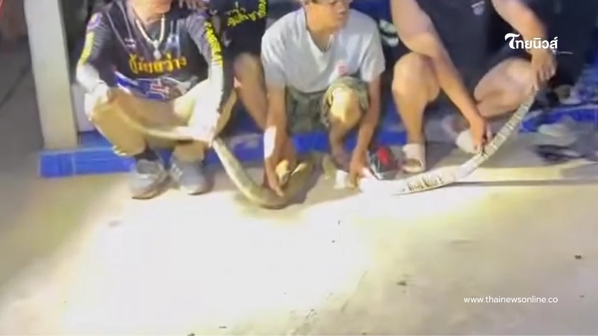 เปิดบ้านเลขที่ งูจงอางยาว 3 เมตร เลื้อยซุกมุมบ้าน กู้ภัยเร่งช่วยเหลือ