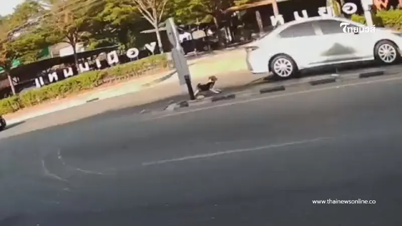 นาทีชีวิตบีเกิ้ลวิ่งตัดหน้าถนน 5 เลน ไรเดอร์ใจหล่อช่วยหวิดดับ นาทีชีวิตบีเกิ้ลวิ่งตัดหน้าถนน 5 เลน ไรเดอร์ใจหล่อช่วยหวิดดับ