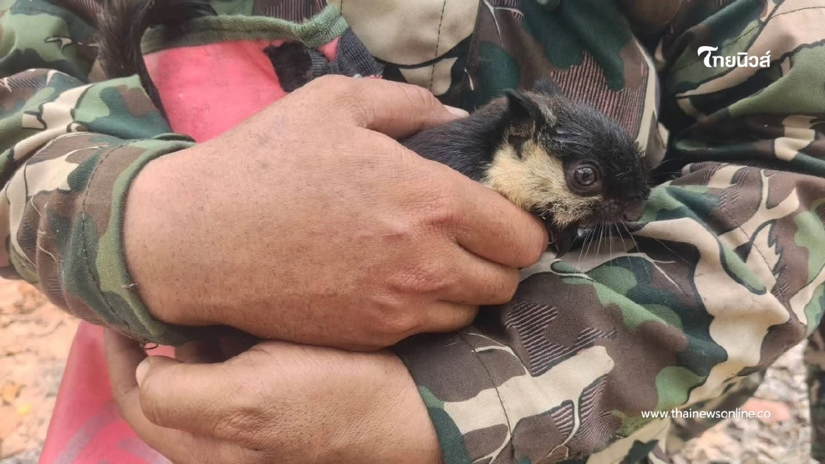 นาทีชีวิต! ช่วยลูกพญากระรอกดำ หนีตายจากวิกฤตไฟป่าสุดโหด