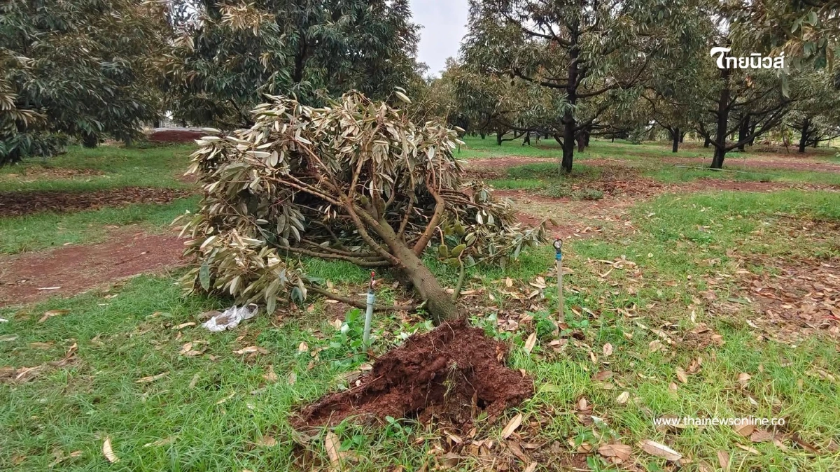 พายุฤดูร้อนถล่มโคราช สวนทุเรียนเสียหายหนักกว่า 10 แห่ง