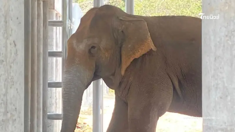 เผยความจริง! สีดอแก้วตาเจ็บจริงไหม? หลังคลิปว่อนโซเชียล