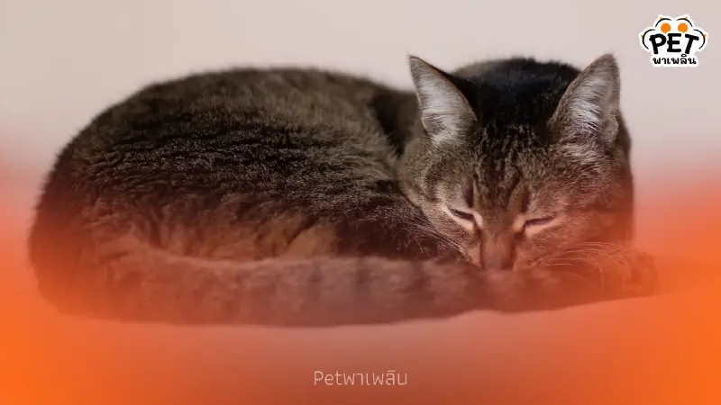 5 วิธีเตรียมความพร้อม พาแมวเดินทางไกลอย่างไรไม่ให้เครียด 5 วิธีเตรียมความพร้อม พาแมวเดินทางไกลอย่างไรไม่ให้เครียด