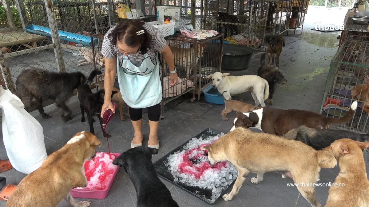 ลำปางร้อนทะลุ 43 องศา หมาแมวพันกว่าตัวที่วัดเวฬุวนารามกระทบหนัก