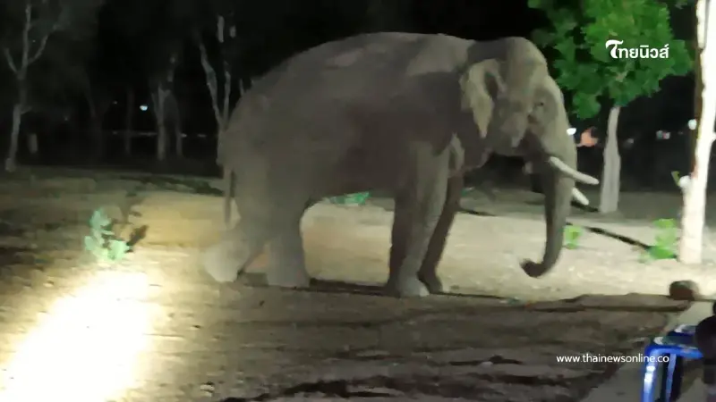 ทีมแพทย์เร่งช่วย "พลายบิด" ช้างป่าเขาอ่างฤาไน อาการน่าเป็นห่วง