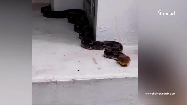 "ชาวบ้านฮือฮา พญางูโผล่คำชะโนดปีนี้มาแปลกถึง 3 ครั้ง"