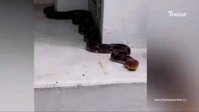 "ชาวบ้านฮือฮา พญางูโผล่คำชะโนดปีนี้มาแปลกถึง 3 ครั้ง"