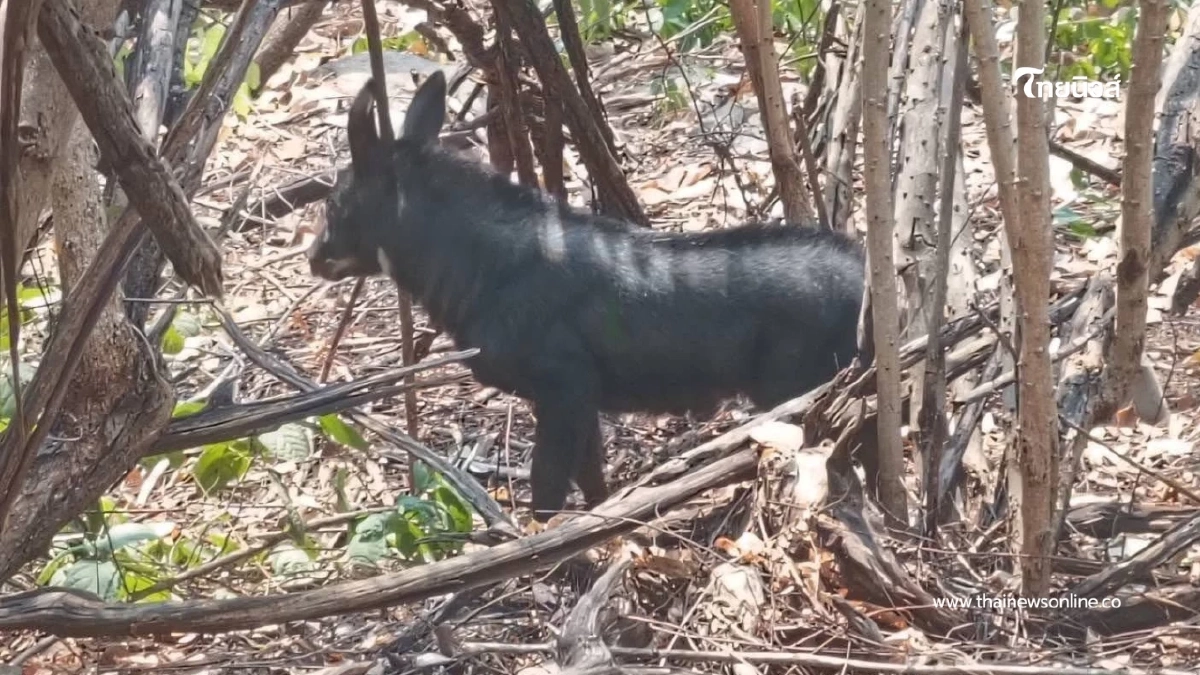 วินาทีชีวิต! บุกช่วยเลียงผาหลงฝูง บาดเจ็บหนักคาถ้ำประทุน วินาทีชีวิต! บุกช่วยเลียงผาหลงฝูง บาดเจ็บหนักคาถ้ำประทุน