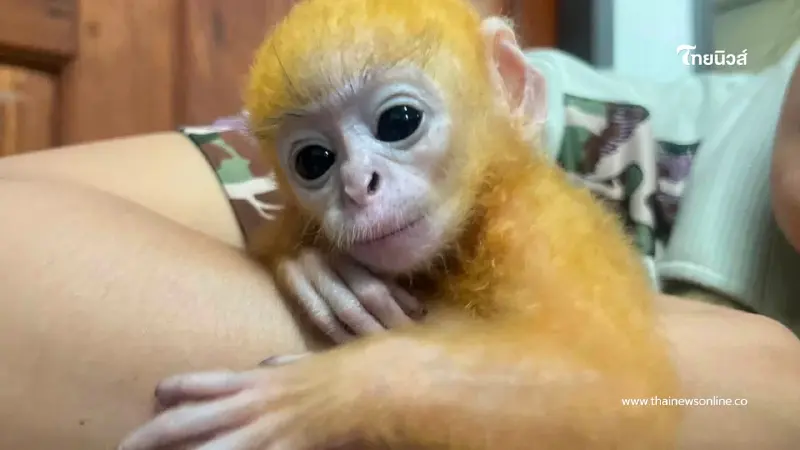 สวมบทแม่จำเป็น เจ้าหน้าที่ช่วยชีวิต ลูกค่างแว่น พลัดหลงในป่า