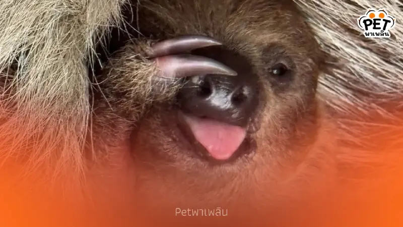 สวนสัตว์เปิดเขาเขียว ชวนโหวตชื่อลูกสล็อต ลุ้นรับรางวัลสุดพิเศษ