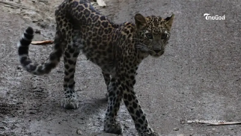 พบเสือดาวริมลำธารแก่งกระจาน สะท้อนป่าสมบูรณ์รับสงกรานต์