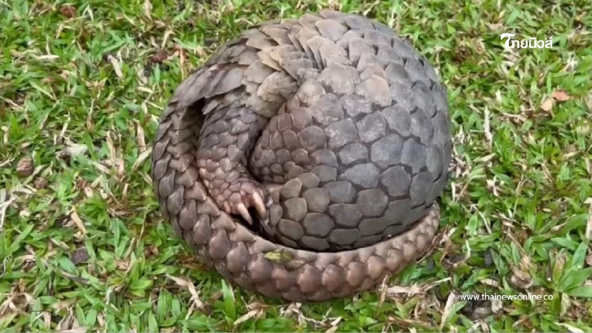 ไฟป่าเชียงใหม่ทำพิษ ชาวบ้านช่วยลิ่นรอดไฟป่าหวุดหวิด