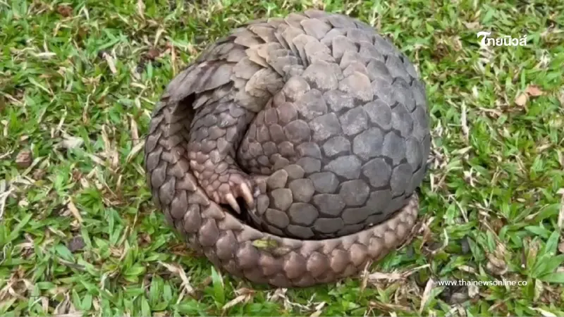 ไฟป่าเชียงใหม่ทำพิษ ชาวบ้านช่วยลิ่นรอดไฟป่าหวุดหวิด