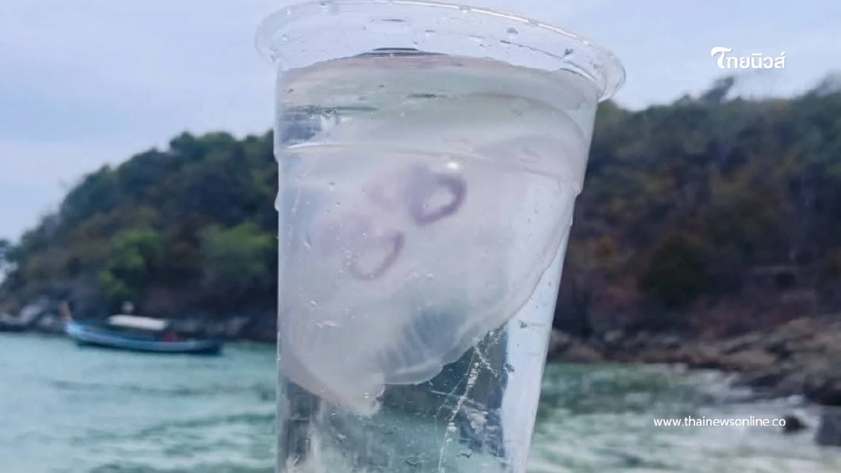 เตือนพบแมงกะพรุนพระจันทร์เกาะราชาใหญ่ ย้ำเลี่ยงสัมผัส