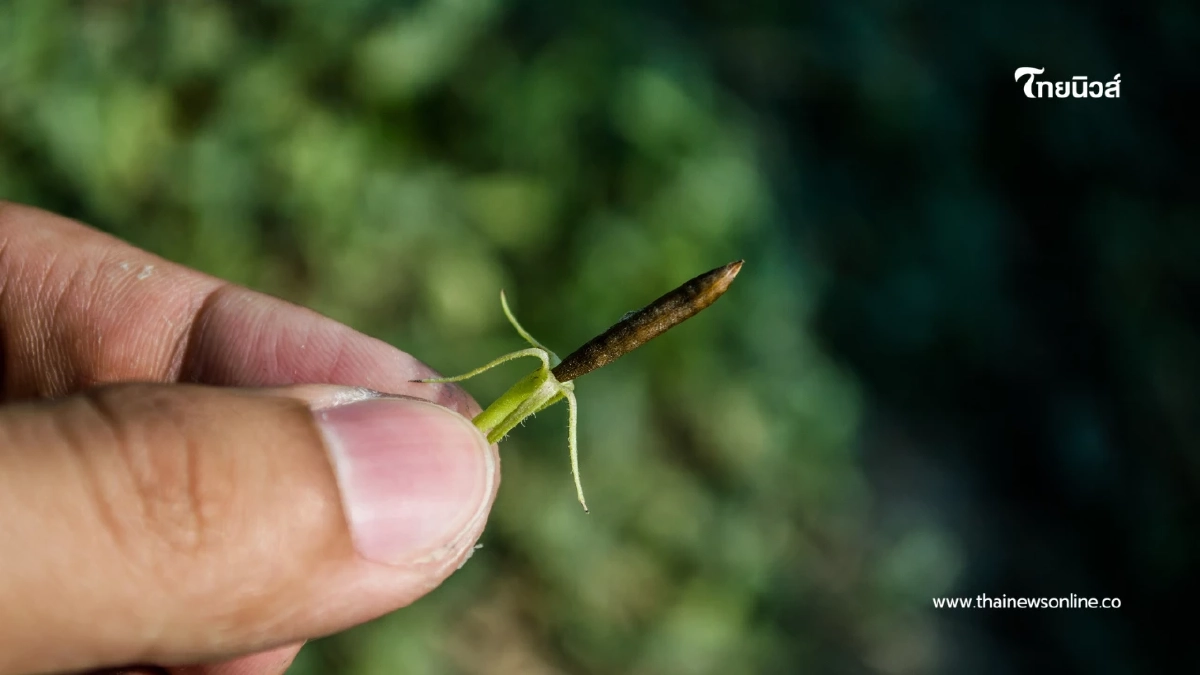 "ทำความรู้จักกลไกเมล็ดเป๊าะแป๊ะ พร้อมสรรพคุณทางยา!"