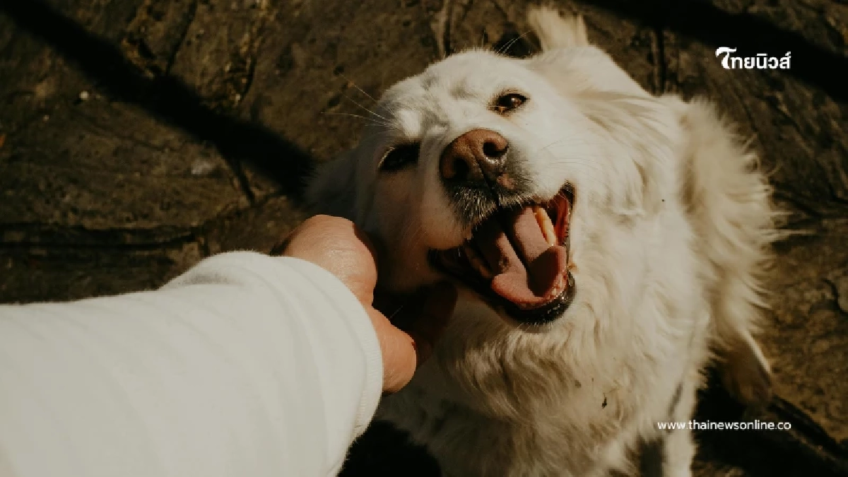 10 ความเชื่อผิด ๆ เกี่ยวกับการเลี้ยงสัตว์ ที่อาจส่งผลต่อน้องหมาน้องแมว