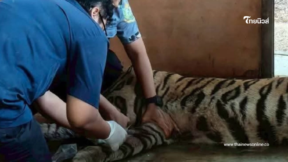 สัตวแพทย์เร่งยื้อชีวิต ข้าวผัด เสือโคร่งชรา หลังล้มป่วยกะทันหัน สัตวแพทย์เร่งยื้อชีวิต ข้าวผัด เสือโคร่งชรา หลังล้มป่วยกะทันหัน