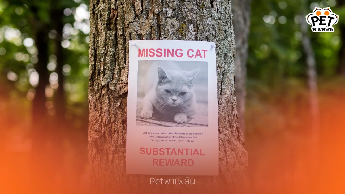 แมวหายไม่ต้องกลัว วิธีตามหาแมวหายสุดแปลก ที่ทำแล้วได้ผลจริง