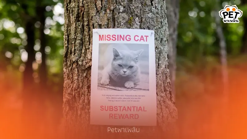 แมวหายไม่ต้องกลัว วิธีตามหาแมวหายสุดแปลก ที่ทำแล้วได้ผลจริง