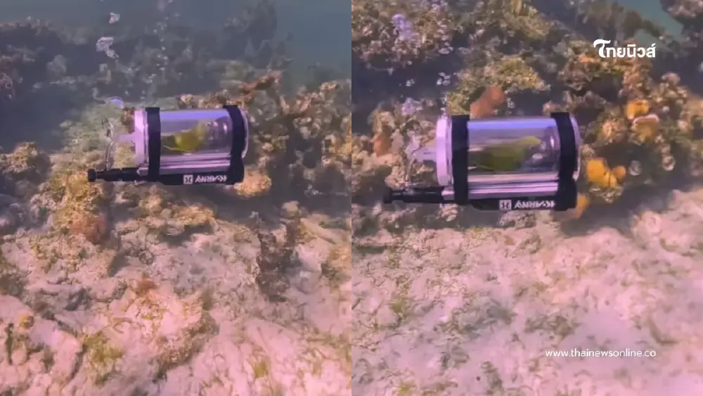 สปอยล์หนักมาก หนุ่มต่างชาติ พานกแก้วดำน้ำทะเล กลายเป็นไวรัล