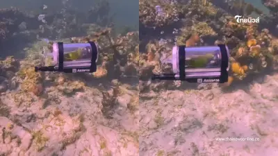 สปอยล์หนักมาก หนุ่มต่างชาติ พานกแก้วดำน้ำทะเล กลายเป็นไวรัล