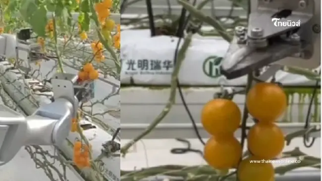 ล้ำไปอีกขั้น จีนเปิดตัว หุ่นยนต์เก็บมะเขือเทศ พลัง AI แม่นยำทะลุ 90%