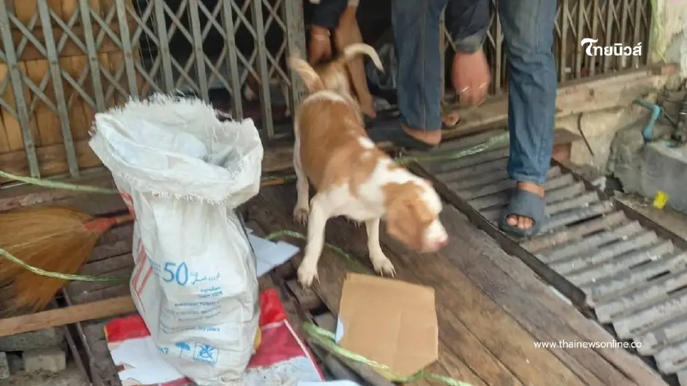 สลดเจ้าของเสียชีวิตคาบ้าน สุนัข 6 ตัวเฝ้าร่างเจ้าของไม่ห่าง