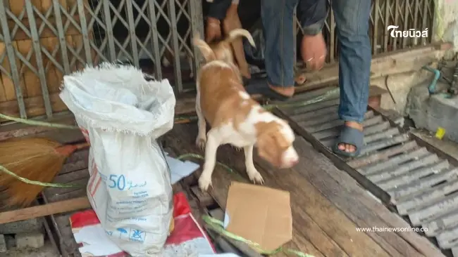 สลดเจ้าของเสียชีวิตคาบ้าน สุนัข 6 ตัวเฝ้าร่างเจ้าของไม่ห่าง