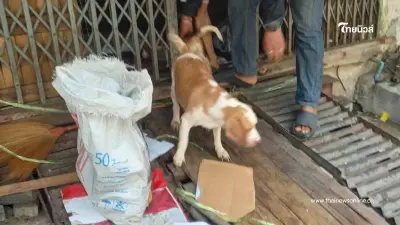 สลดเจ้าของเสียชีวิตคาบ้าน สุนัข 6 ตัวเฝ้าร่างเจ้าของไม่ห่าง