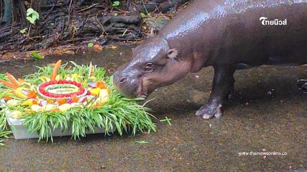 สวนสัตว์เปิดเขาเขียว จัดเค้กผลไม้ยักษ์ฉลองวันเกิด 14 ปี หมูมะนาว