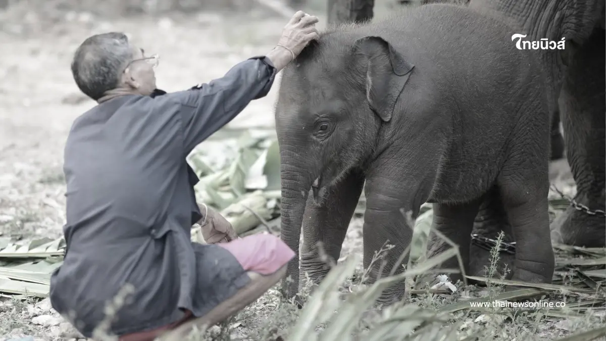 สุดยื้อ "พังปลาทู" ลูกช้างขวัญใจมหาชน กลับดาวกะทันหัน