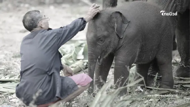 สุดยื้อ "พังปลาทู" ลูกช้างขวัญใจมหาชน กลับดาวกะทันหัน สุดยื้อ "พังปลาทู" ลูกช้างขวัญใจมหาชน กลับดาวกะทันหัน