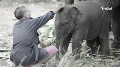 สุดยื้อ "พังปลาทู" ลูกช้างขวัญใจมหาชน กลับดาวกะทันหัน สุดยื้อ "พังปลาทู" ลูกช้างขวัญใจมหาชน กลับดาวกะทันหัน