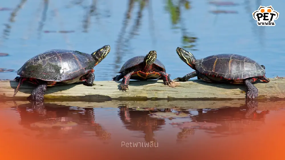 23 พฤษภาคม ถูกกำหนดให้เป็น วันเต่าโลก (World Turtle Day)