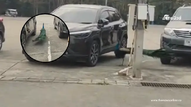 สาวได้ยินเสียงตุ๊บๆ ก่อนเจอต้นตอรีบไล่ ชาวเน็ตเห็นหลุดโฟกัสถาม สาวได้ยินเสียงตุ๊บๆ ก่อนเจอต้นตอรีบไล่ ชาวเน็ตเห็นหลุดโฟกัสถาม