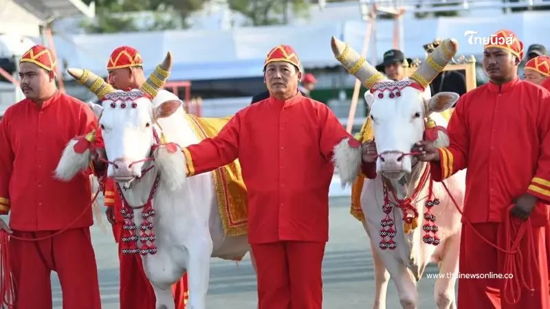 วันพืชมงคล 2569 พระโคกินอะไร เปิดสัญญาณเตือนที่มากกว่าคำทำนาย วันพืชมงคล 2569 พระโคกินอะไร เปิดสัญญาณเตือนที่มากกว่าคำทำนาย