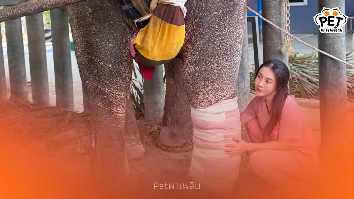 น้ำตาร่วง! เปิดภาพล่าสุด "พลายเดียว" ขาหัก 3 เดือน อาการไม่สู้ดี
