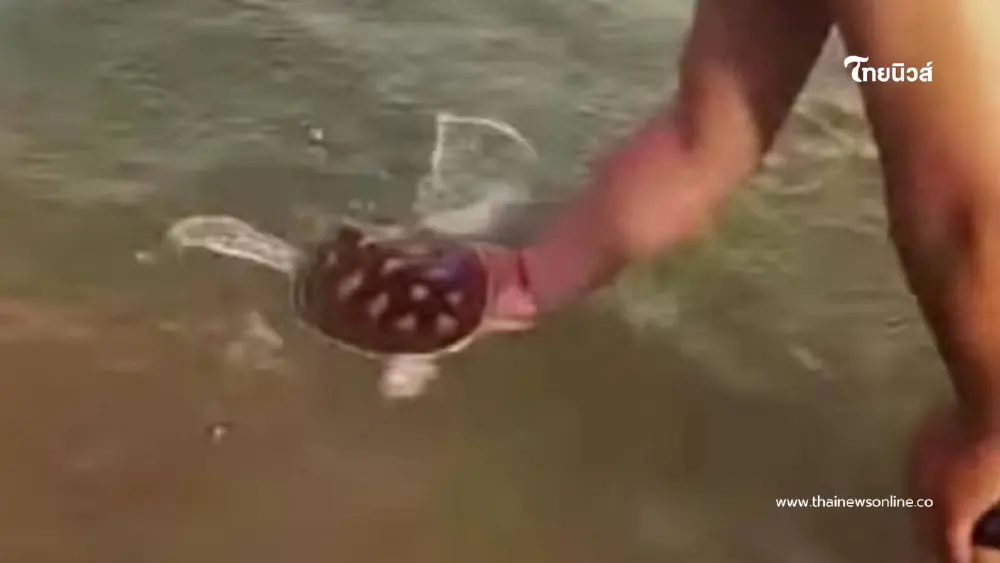 ทัวร์ลงยับ ต่างชาติจับลูกเต่าทะเลหาดพันวาถ่ายรูปเล่น