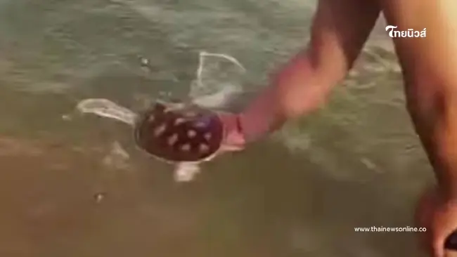 ทัวร์ลงยับ ต่างชาติจับลูกเต่าทะเลหาดพันวาถ่ายรูปเล่น