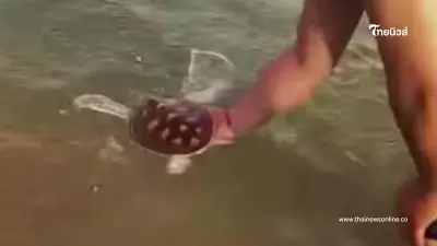 ทัวร์ลงยับ ต่างชาติจับลูกเต่าทะเลหาดพันวาถ่ายรูปเล่น