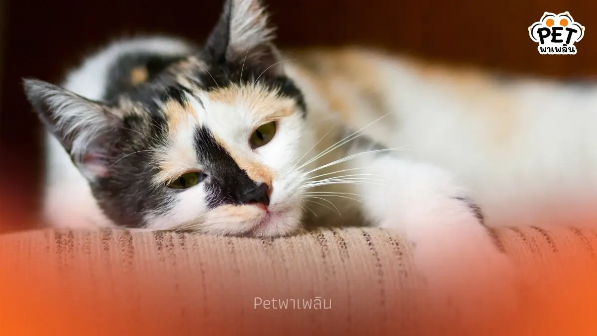 ถอดรหัสลับ 5 เหตุผลเมื่อแมวถอนหายใจใส่หน้า ฟินจัดหรือแค่ประชด ถอดรหัสลับ 5 เหตุผลเมื่อแมวถอนหายใจใส่หน้า ฟินจัดหรือแค่ประชด