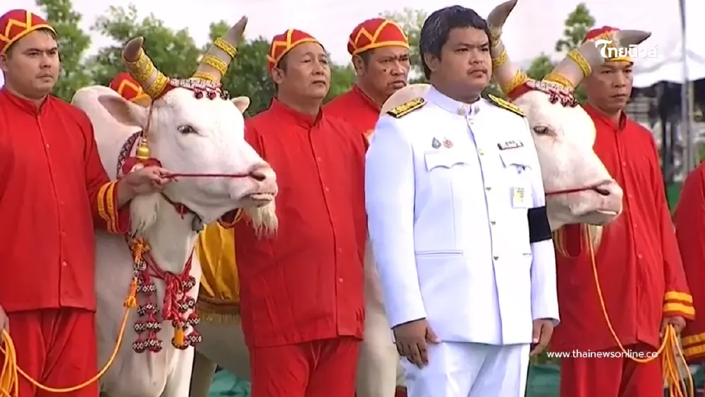 เปิดผลเสี่ยงทาย "วันพืชมงคล 69" พระโค กินถั่ว-น้ำ-หญ้า-เหล้า