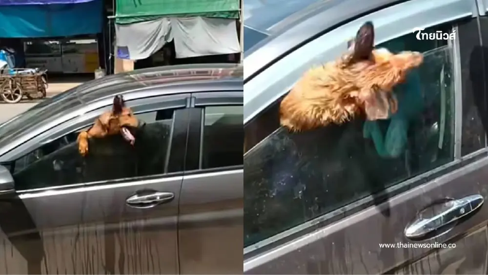 นาทีชีวิต! สุนัข 2 ตัวถูกทิ้งในรถกลางแดด มุดกระจกร้องลั่นตลาด