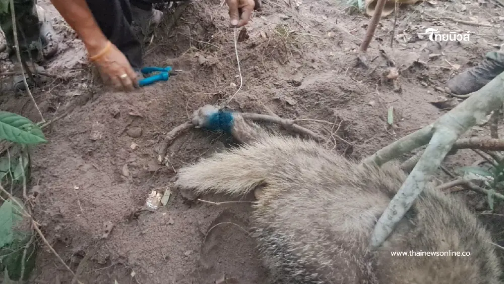 นาทีชีวิต! ช่วย หมูหริ่ง ติดบ่วงสลิงพรานป่ารอดปาฏิหาริย์ นาทีชีวิต! ช่วย หมูหริ่ง ติดบ่วงสลิงพรานป่ารอดปาฏิหาริย์