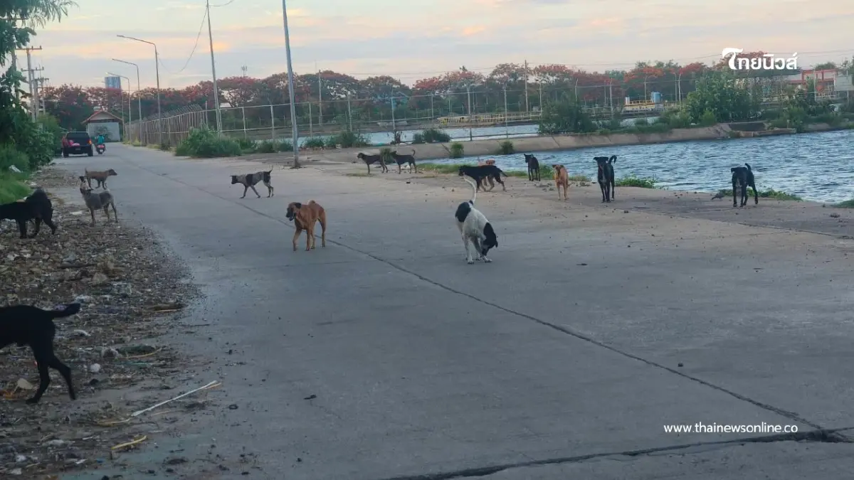 โรคสุนัขบ้าโผล่กลางชุมชนใหญ่! หวั่นลาม 5 พันชีวิต เร่งคุมเข้ม โรคสุนัขบ้าโผล่กลางชุมชนใหญ่! หวั่นลาม 5 พันชีวิต เร่งคุมเข้ม