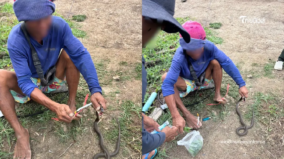ชายโดนงูเห่ากัด ปฏิเสธไปหาหมอ ท่องคาถาเคี้ยวใบน้อยหน่ารอดเฉย