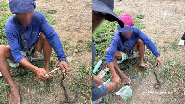 ชายโดนงูเห่ากัด ปฏิเสธไปหาหมอ ท่องคาถาเคี้ยวใบน้อยหน่ารอดเฉย