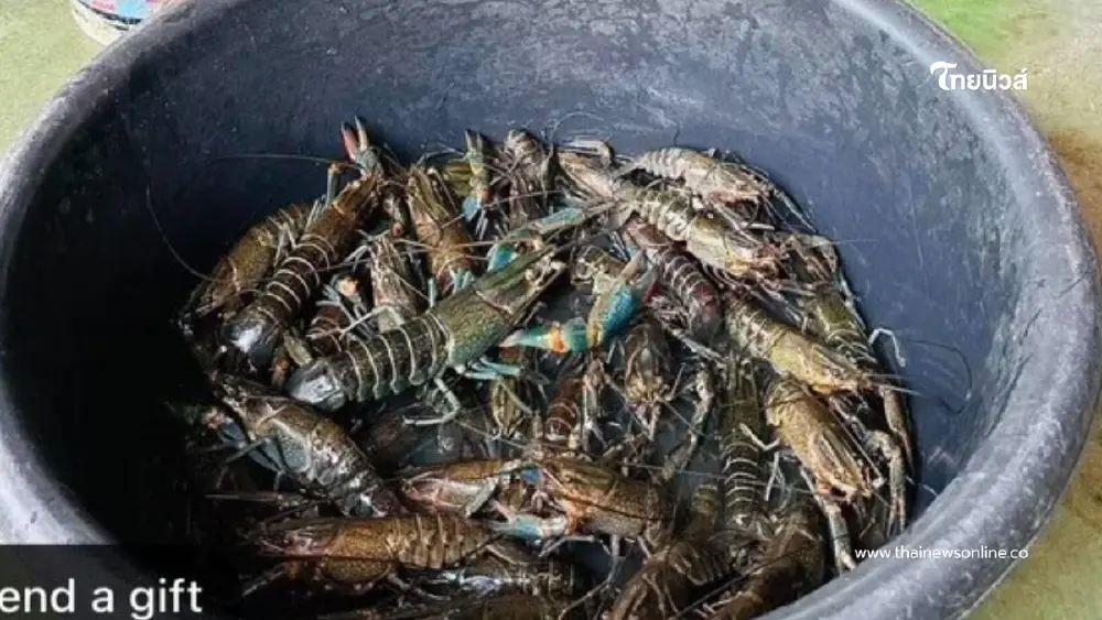 อ.เจษฎ์ เตือนกุ้งก้ามแดงระบาดกว๊านพะเยา ย้ำเป็นเอเลียนสปีชีส์ อ.เจษฎ์ เตือนกุ้งก้ามแดงระบาดกว๊านพะเยา ย้ำเป็นเอเลียนสปีชีส์