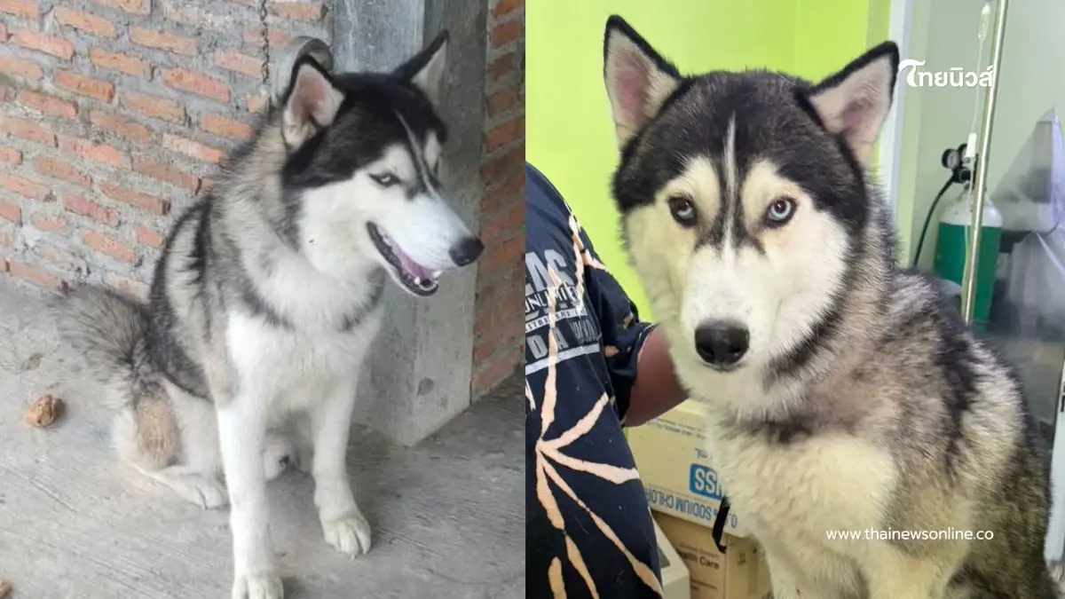 เวทนา ไซบีเรียนถูกมัดทิ้งรอวันสิ้นใจ ล่าสุดได้ชีวิตใหม่