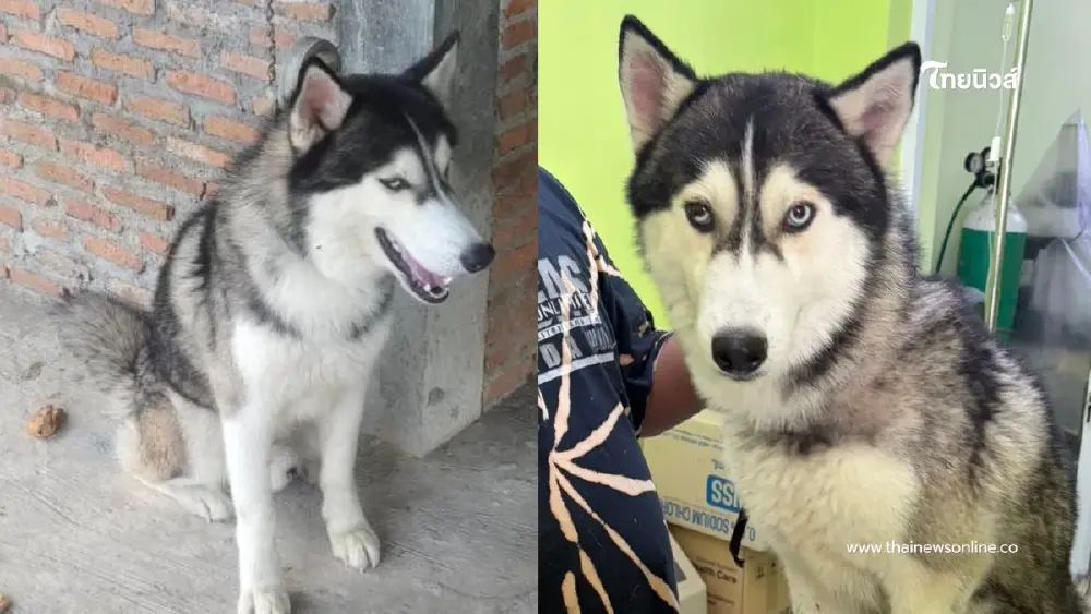 เวทนา ไซบีเรียนถูกมัดทิ้งรอวันสิ้นใจ ล่าสุดได้ชีวิตใหม่ เวทนา ไซบีเรียนถูกมัดทิ้งรอวันสิ้นใจ ล่าสุดได้ชีวิตใหม่