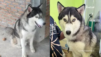 เวทนา ไซบีเรียนถูกมัดทิ้งรอวันสิ้นใจ ล่าสุดได้ชีวิตใหม่ เวทนา ไซบีเรียนถูกมัดทิ้งรอวันสิ้นใจ ล่าสุดได้ชีวิตใหม่